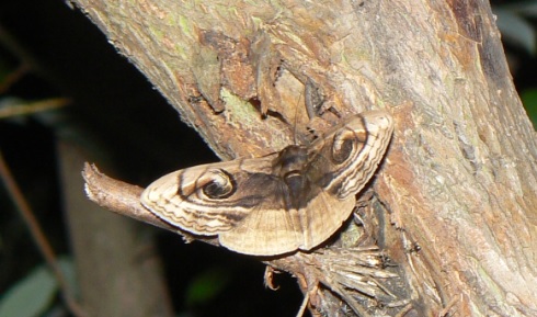 中州のヤナギ 左前_ハグルマトモエ蛾_2021年6月7日 19時20分頃 気温25度
